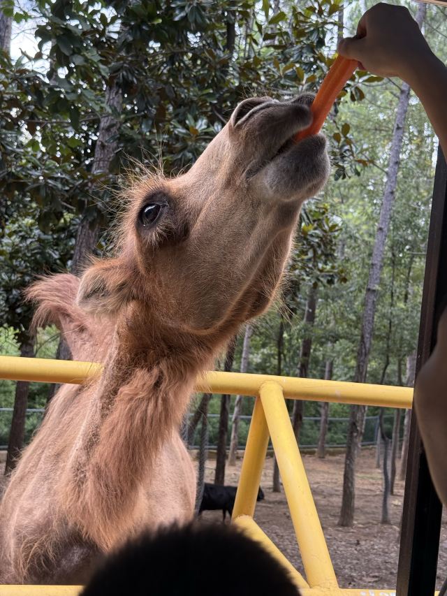 皖南野生动物园旅行图片 1
