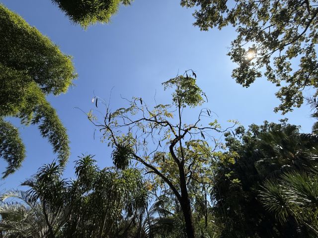 西双版纳南药园旅行图片 5