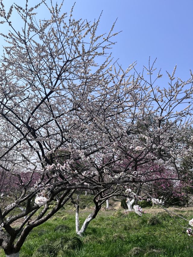 上海海湾国家森林公园旅行图片 4