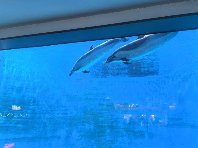 郑州海昌海洋公园旅行图片