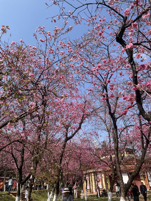 昆明动物园旅行图片 1