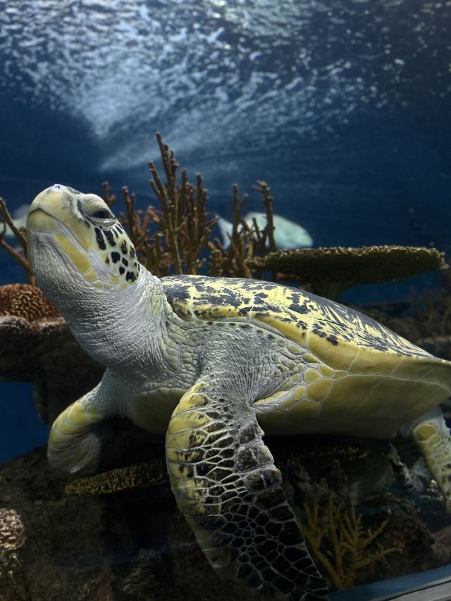 上海海洋水族馆旅行图片 3