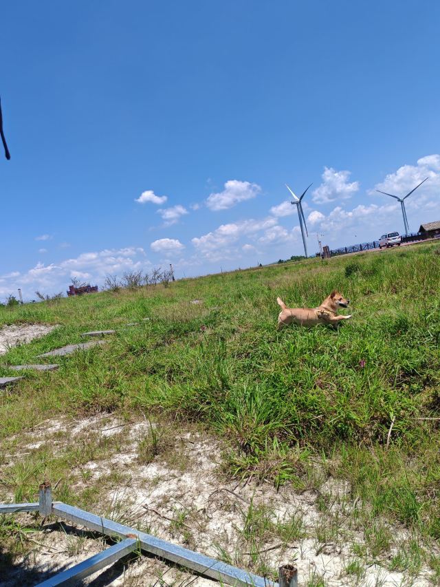 龙里油画大草原旅行图片 1