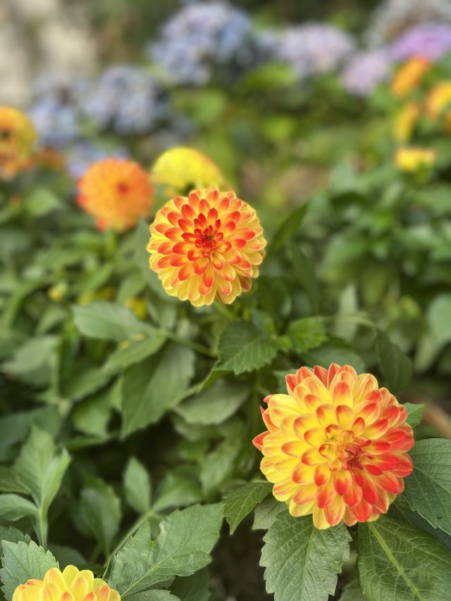 成都植物园旅行图片 4