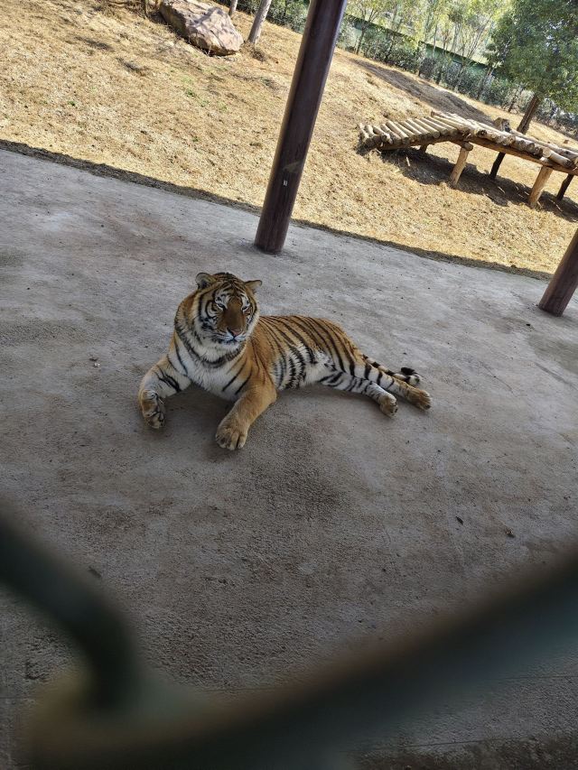 湖南常德野生动物世界旅行图片 3