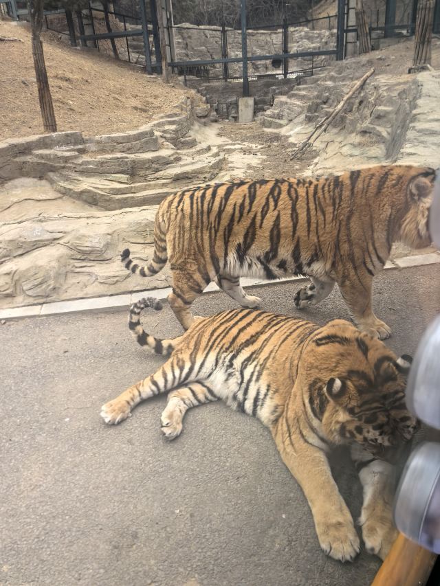 大连森林动物园旅行图片