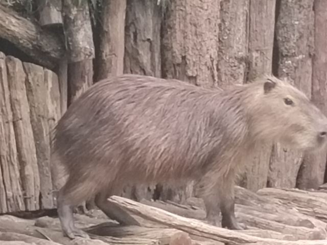 普洱太阳河森林公园旅行图片 2