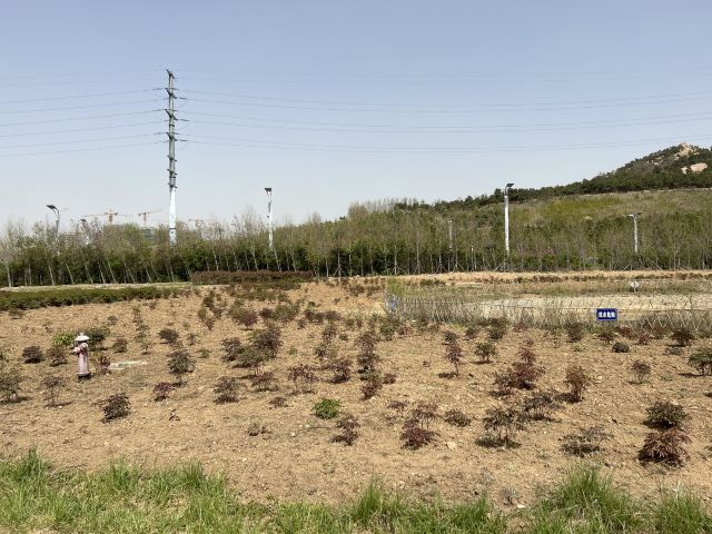 青岛西海岸生态观光园旅行图片 1