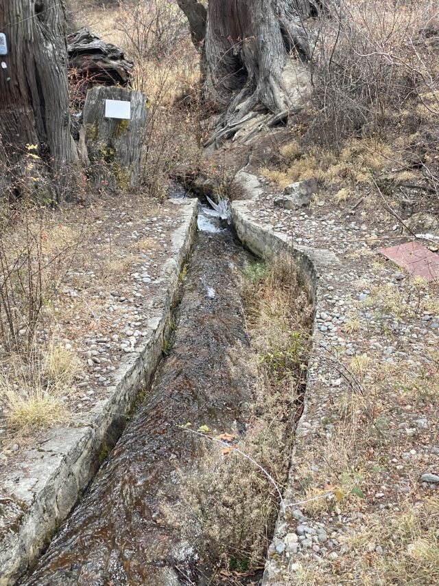世界柏树王园林风景区旅行图片 8
