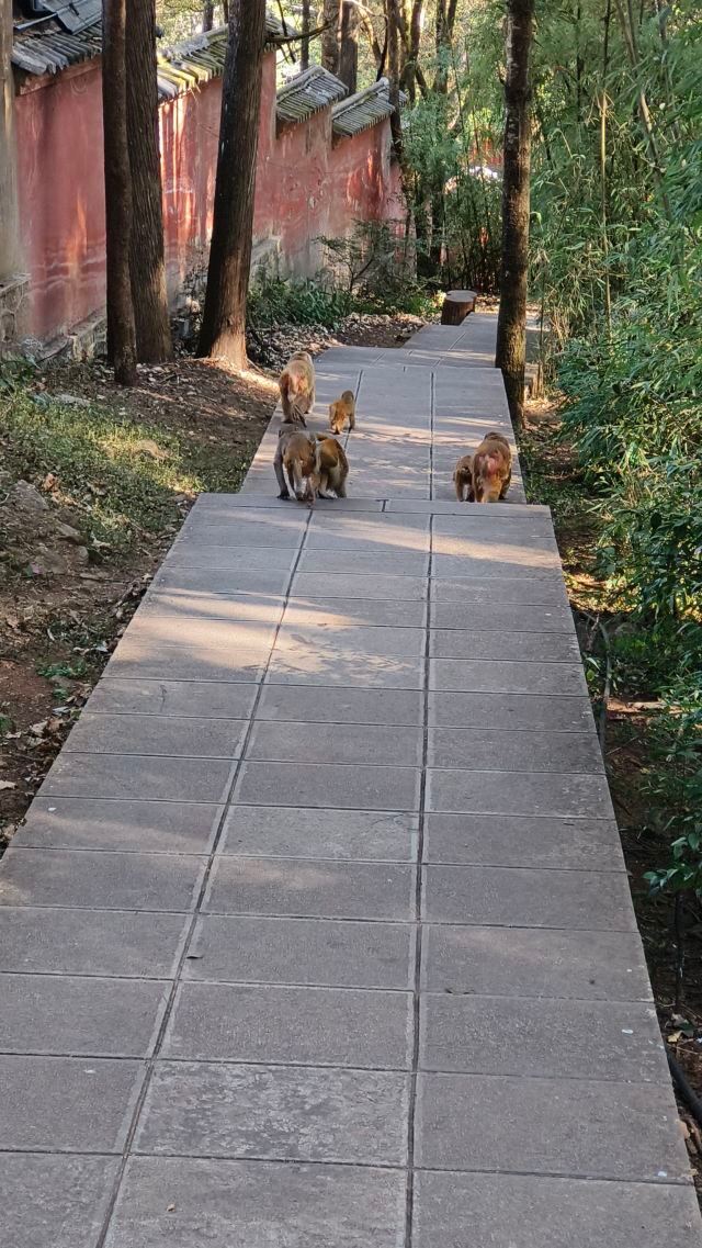 鸡足山旅行图片 6
