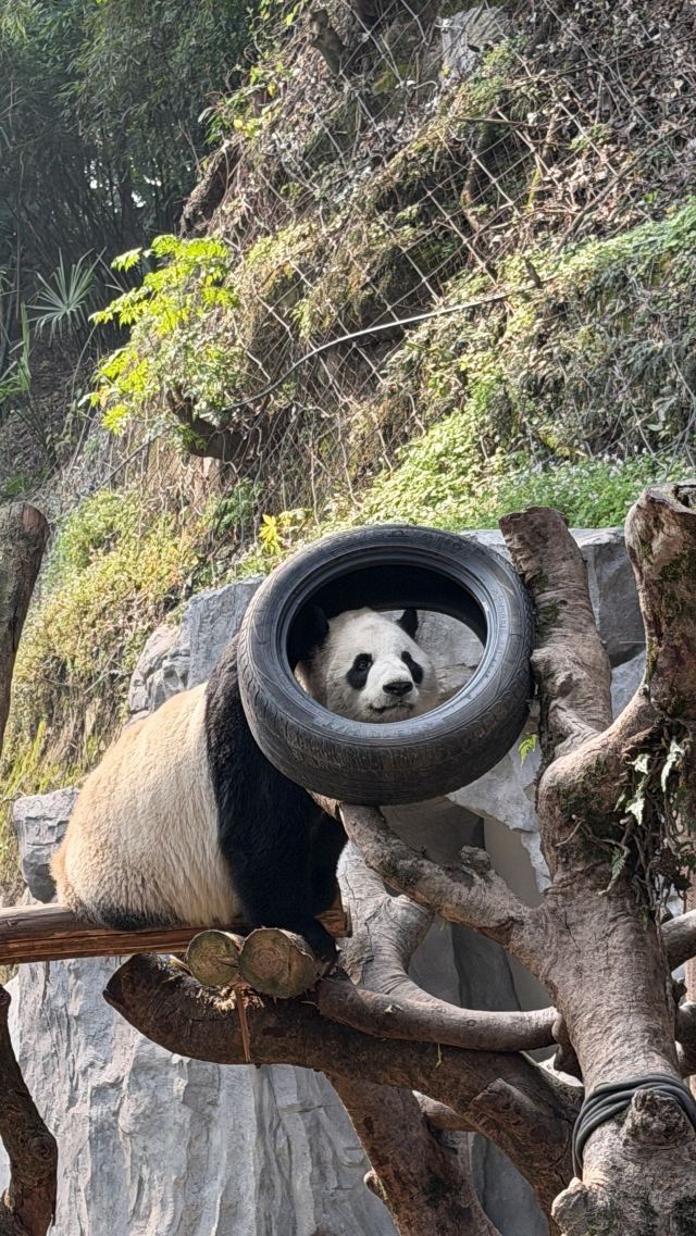 重庆动物园旅行图片 3