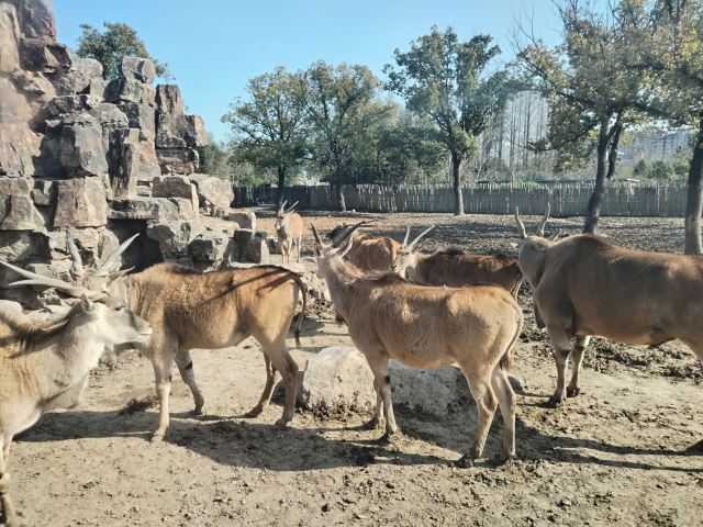 上海野生动物园旅行图片 2