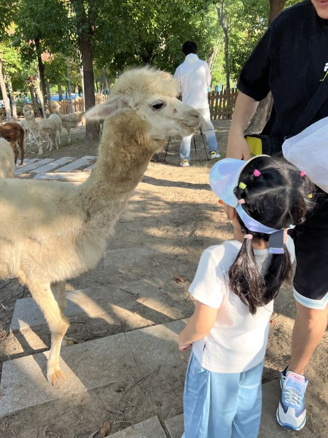 森灵欢乐世界旅行图片 1