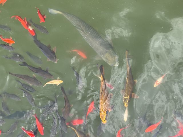藏山旅游风景区旅行图片 1