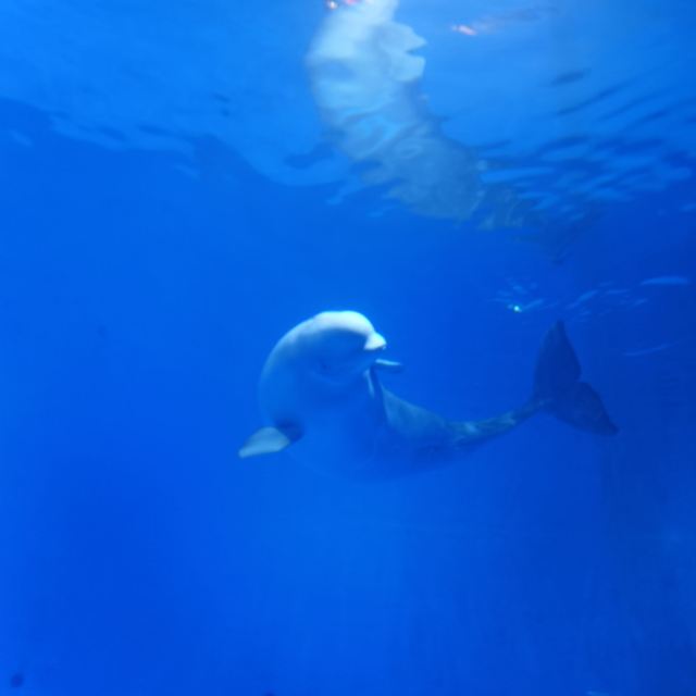 福州欧乐堡海洋世界旅行图片 1
