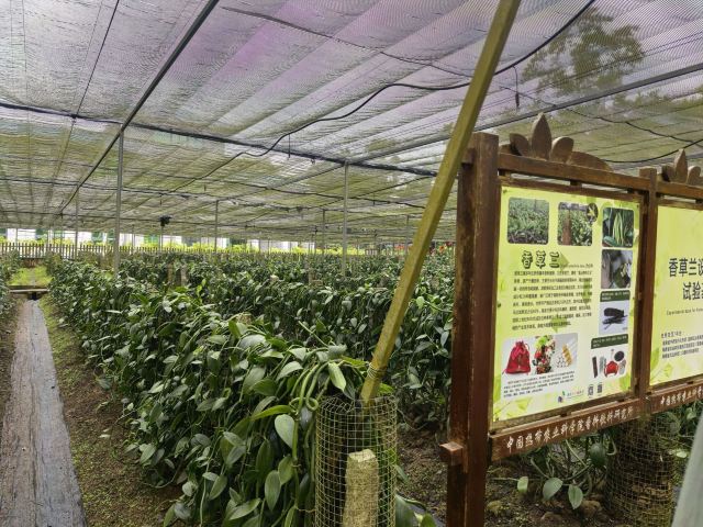 兴隆热带植物园旅行图片 1