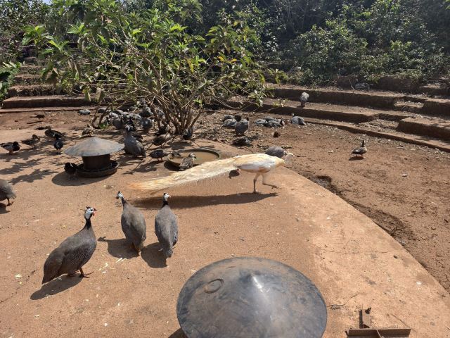 海南热带野生动植物园旅行图片 1