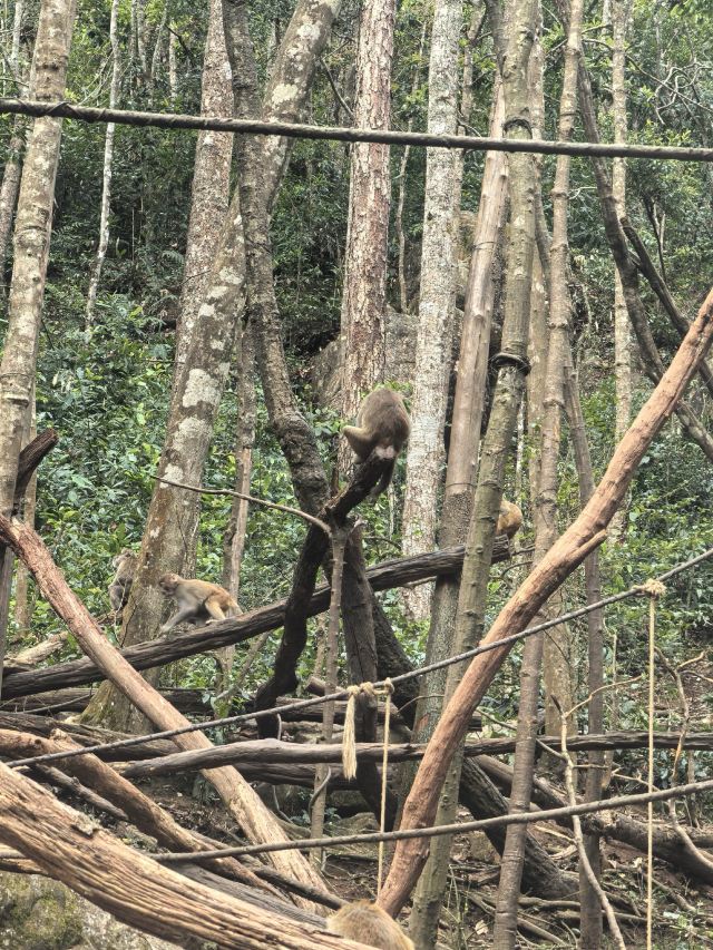普洱太阳河森林公园旅行图片 9