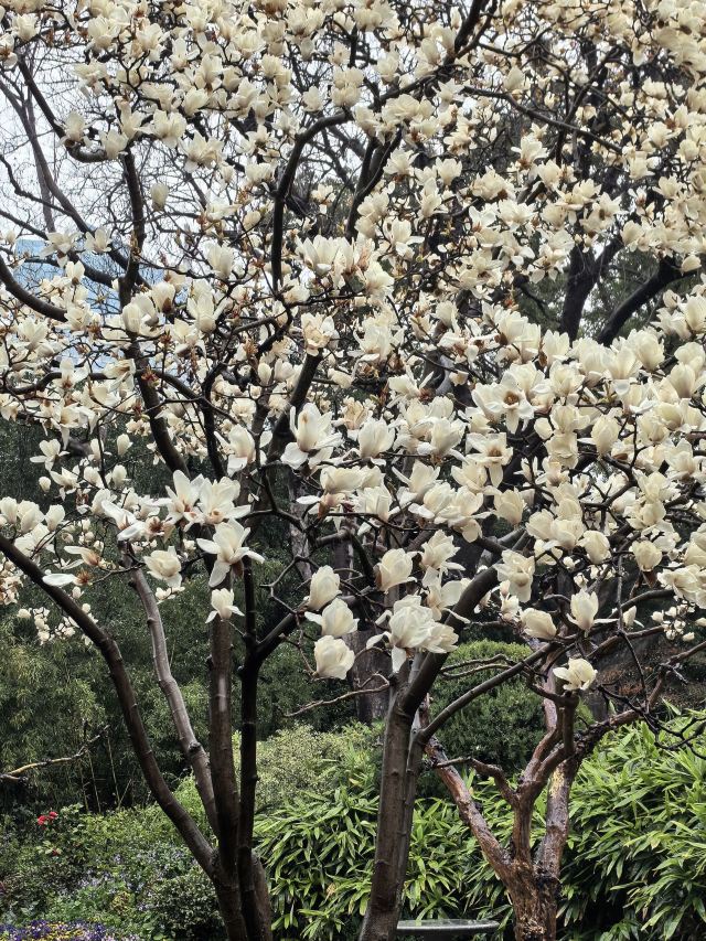 拈花湾·禅意小镇旅行图片 1