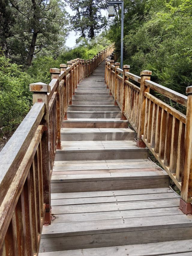 世界柏树王园林风景区旅行图片 3