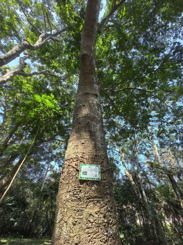 海南热带植物园旅行图片 4