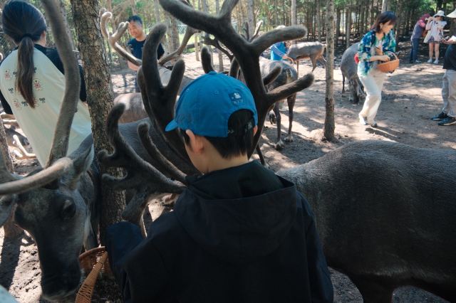 乌兰布统达瓦鄂温克驯鹿部落旅行图片 1