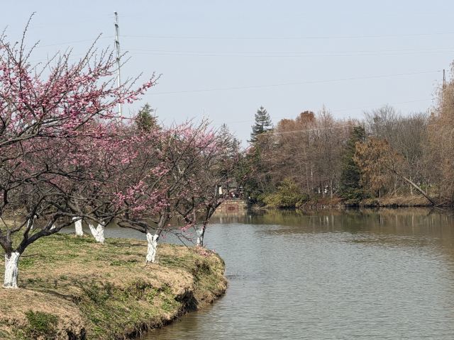 上海海湾国家森林公园旅行图片 4