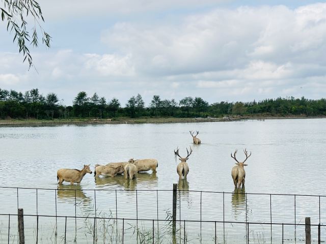 中华麋鹿园旅行图片 1