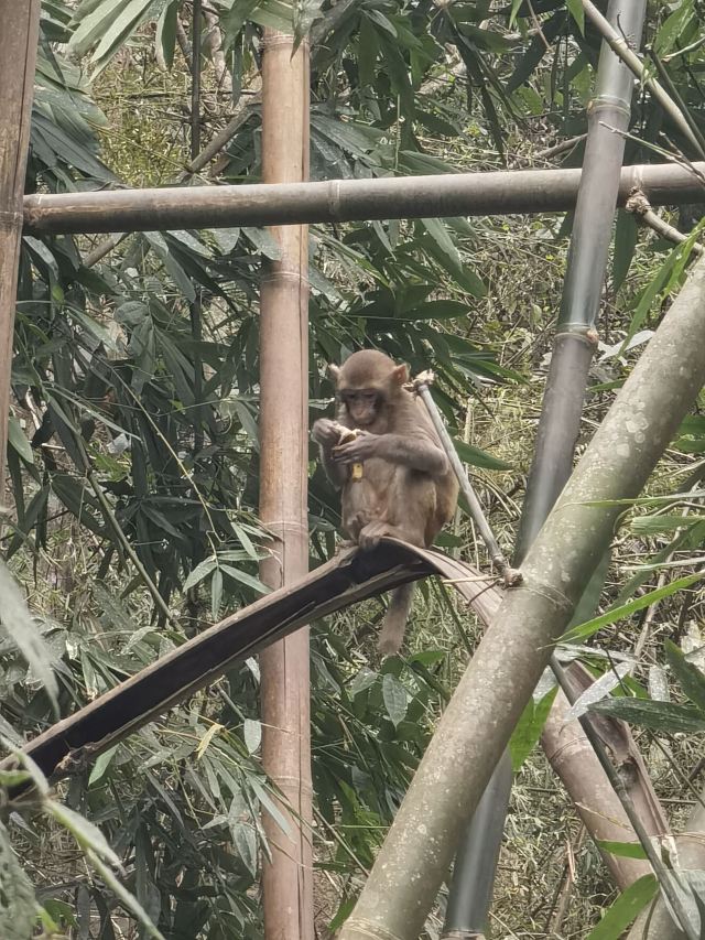 野象谷景区旅行图片 5