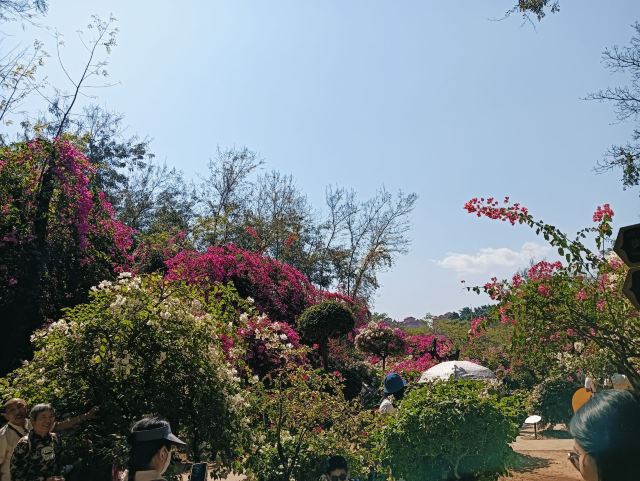 曼听御花园景区旅行图片 2