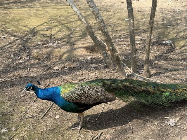 中华麋鹿园旅行图片 6