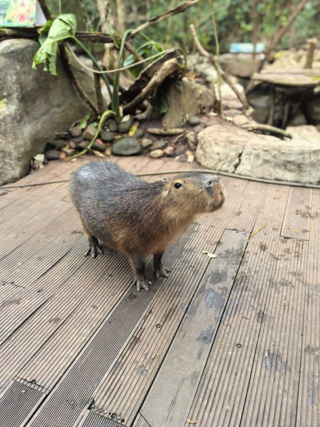 普洱太阳河森林公园旅行图片 4