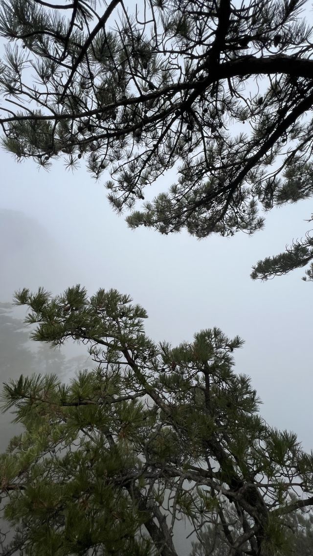 黄山风景区旅行图片 6