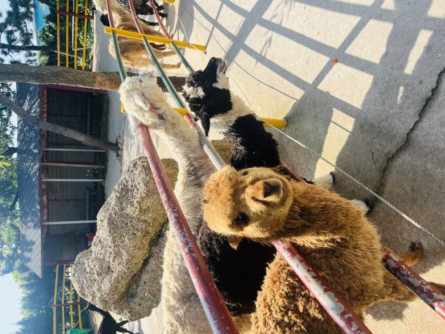 西霞口神雕山野生动物世界奇遇乐园旅行图片 2
