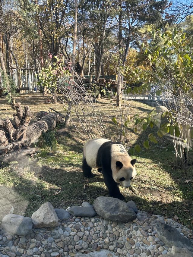 太阳岛大熊猫馆旅行图片 2