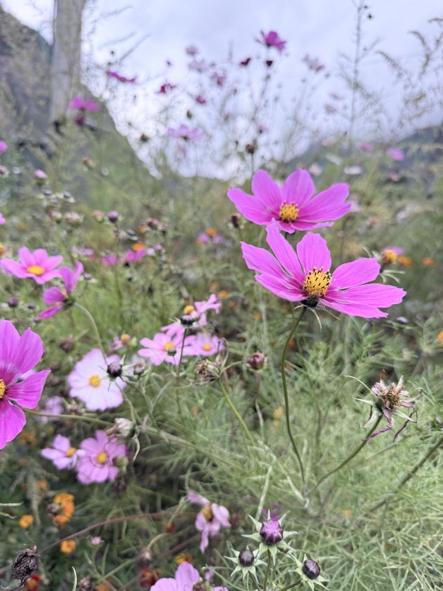 叠溪松坪沟景区旅行图片 2