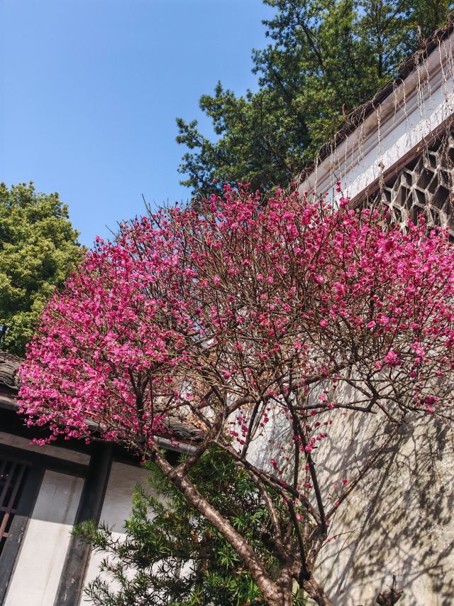 鲁迅故里旅行图片 1