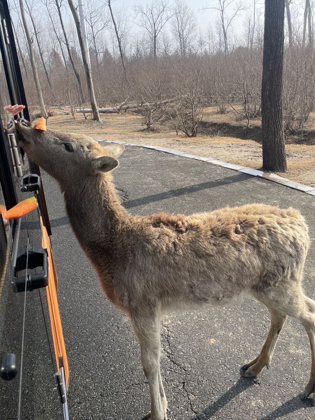 中华麋鹿园旅行图片 2