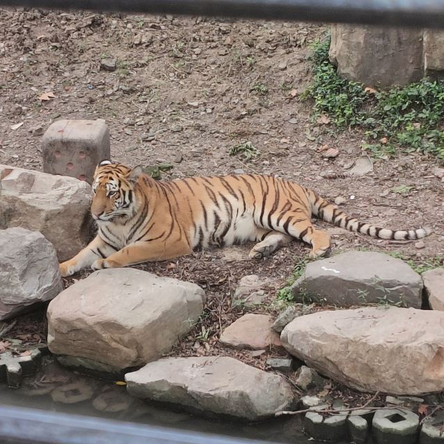 上海动物园旅行图片 2