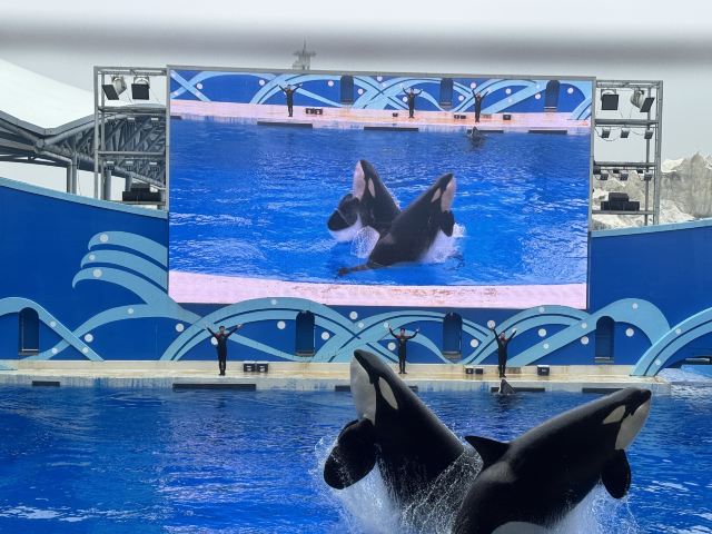 上海海昌海洋公园旅行图片 6