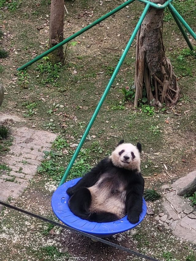 重庆动物园旅行图片 2