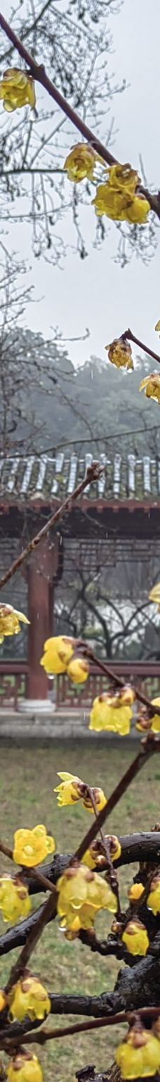 东湖梅园-武汉-YoYo_3W7S2C8D