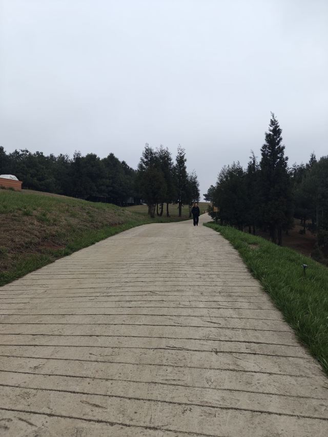 水城国家杜鹃公园旅行图片 3