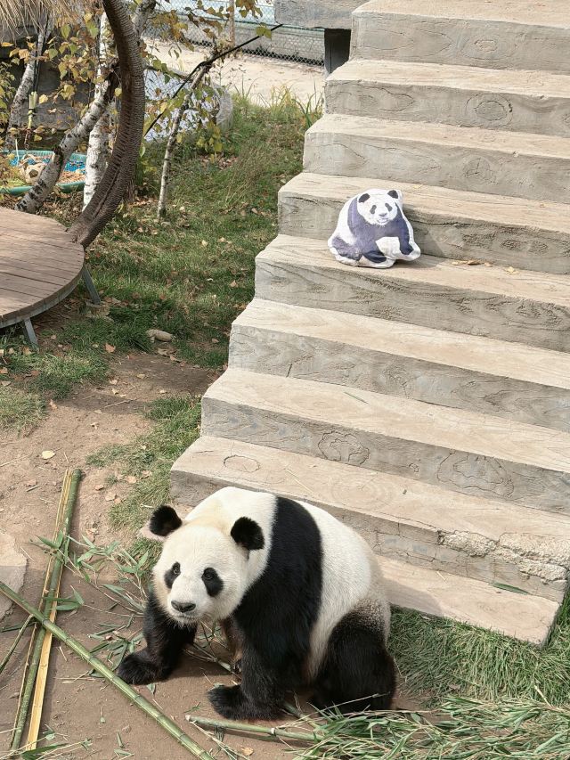 林胡古塞旅行图片 3