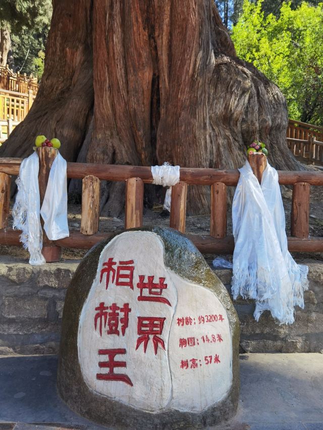 世界柏树王园林风景区旅行图片 2