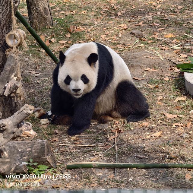 太阳岛大熊猫馆旅行图片 1