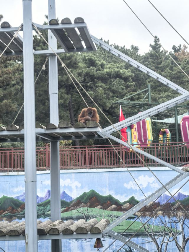 西霞口神雕山野生动物世界奇遇乐园旅行图片 2