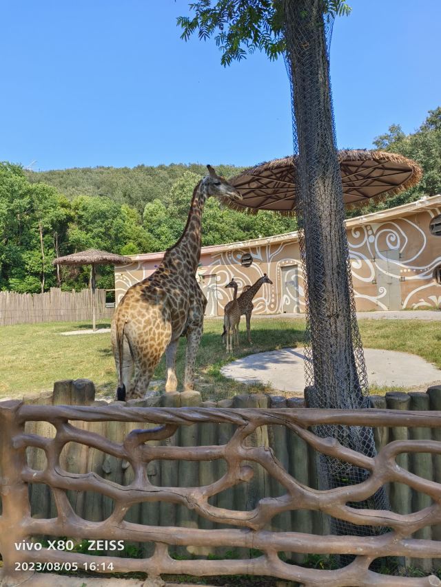 武汉野生动物王国旅行图片 1