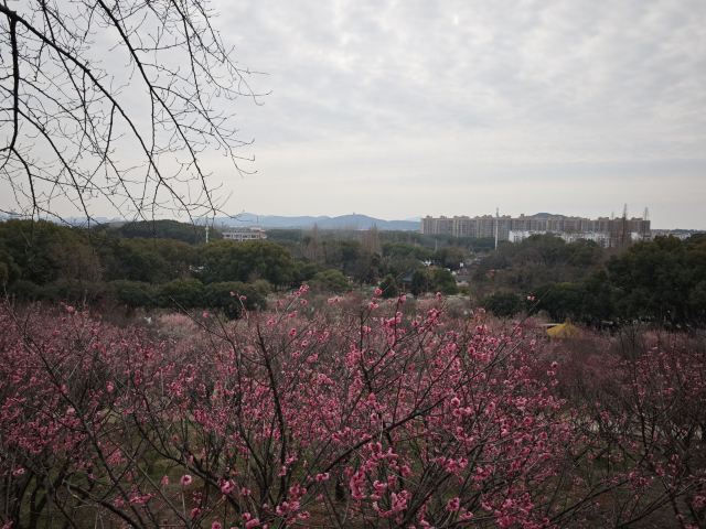 荣氏梅园旅行图片 2