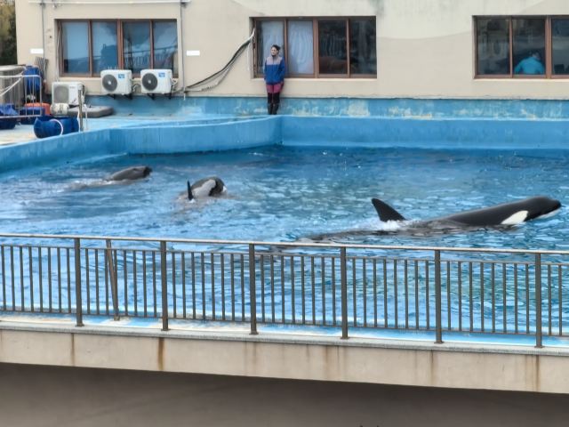 上海海昌海洋公园旅行图片 6